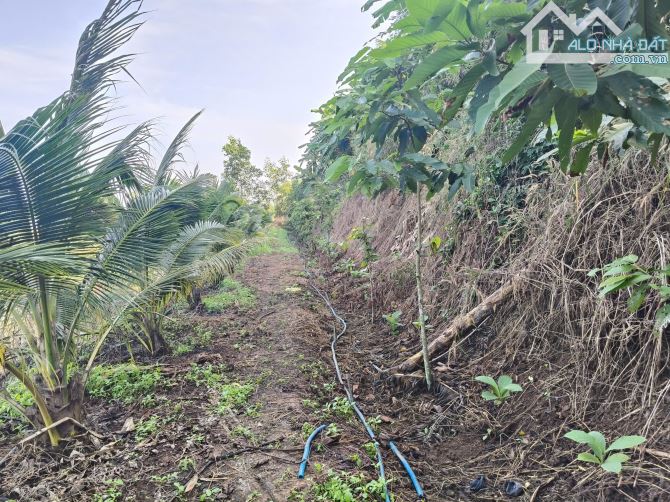 Bán 4000m2 đất có sẵn nhà xã lang minh, huyện xuân lộc tỉnh đồng nai - 5