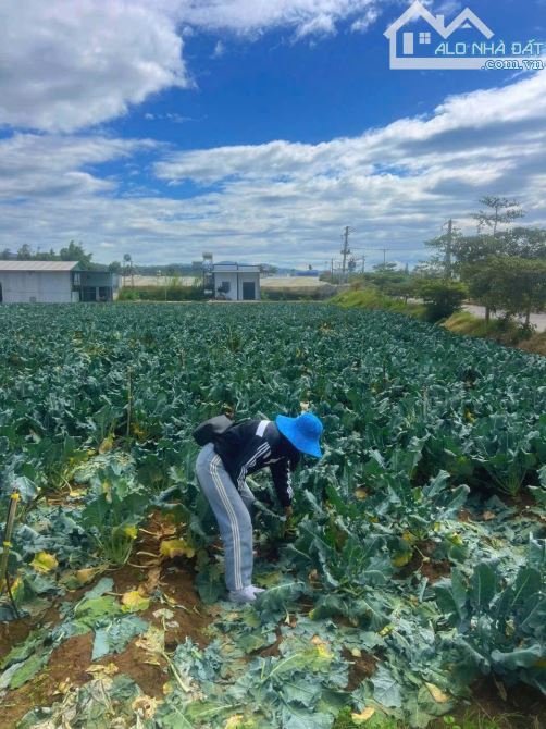 👊 Bán Đất Đơn Dương: 5x25m giá chỉ 799tr. - 6