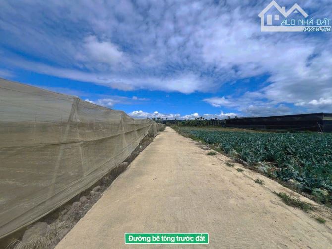 👊 Bán Đất Đơn Dương: 5x25m giá chỉ 799tr. - 7