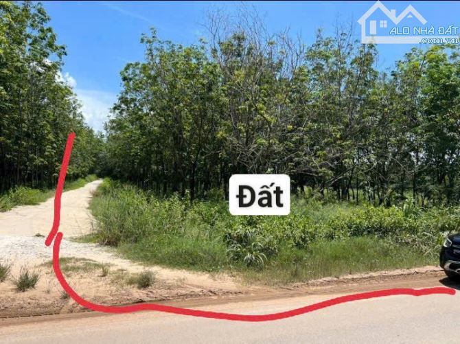 BÁN ĐẤT MT DT749B, MINH HOÀ, DẦU TIẾNG, DT:38x407, TC300M2, SHR, GIÁ 30 TỶ