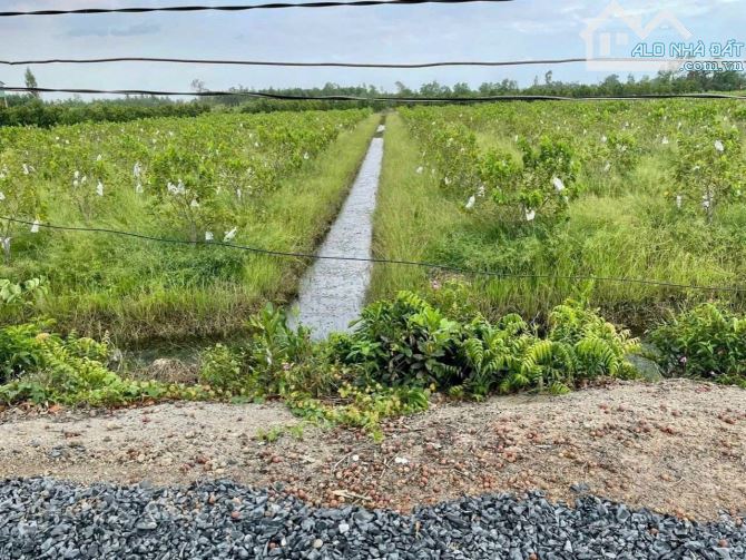 150m2 thổ + 1850 Vườn/ SHR/ Ấp 5-6 Bình Đức / Bến Lưc - 4
