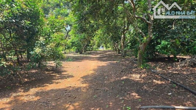 Bán Vườn Cây Ăn Trái Gần 2 Mẫu – Đá Bạc, Châu Đức, BRVT 🌿19.600m² – Trong đó có 600m² TC