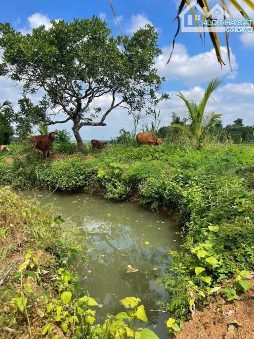 🌳 CẦN BÁN VƯỜN ĐU ĐỦ 10 MẪU VIEW SUỐI TẠI QUÃNG THÀNH, CHÂU ĐỨC, BRVT 🌳