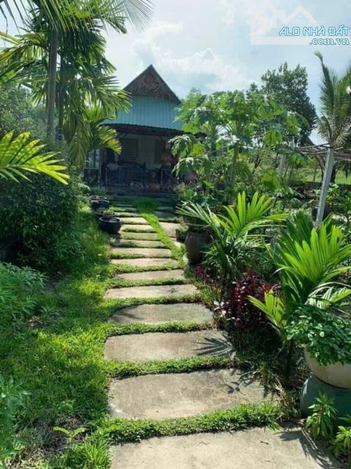 BÁN KHU NGHỈ DƯỠNG, P.TÂN AN, TP.TDM, DT:25x40, TC92M2, SHR, GIÁ 6,6 TỶ - 5