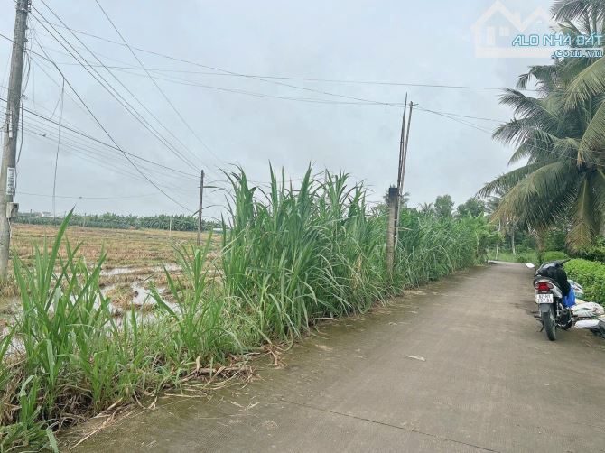 1300m2 có 147m2 thổ đường Nguyễn Thị niệm Tân trụ_Long An 1ty 240 triệu rẻ - 5