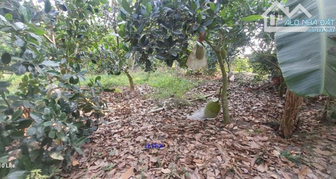 🔰 Bán nền: 65m² (4m x 16m, thổ 25m²) Đường nhựa 3.5m, xã Mỹ Hội (Giáp Ranh TT Mỹ Thọ) - 1