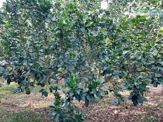 Bán khoảng 4 sào 1 (4132m2) đất Sông Xoài, Tp.Phú Mỹ, BRVT.