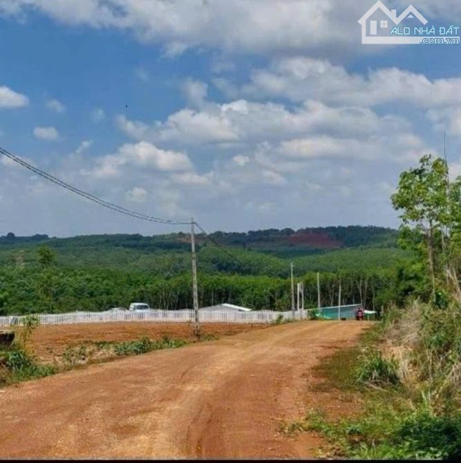 Cấn bán đất vườn 1000m2 ở  Đống Phú, Bính Phước - 1