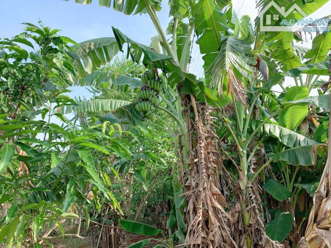 Bán khoảng 4 sào 1 (4132m2) đất Sông Xoài, Tp.Phú Mỹ, BRVT. - 1