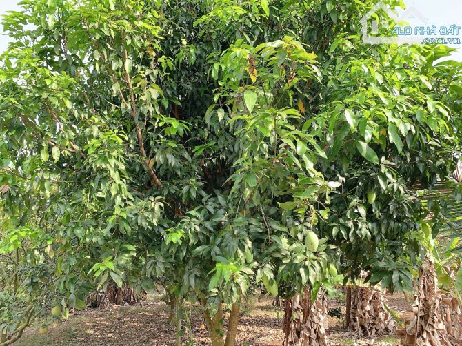 Bán khoảng 4 sào 1 (4132m2) đất Sông Xoài, Tp.Phú Mỹ, BRVT. - 2