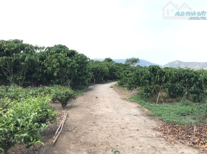 7 sào cafe Bảo Lộc, giáp suối, đất bằng đẹp - 3
