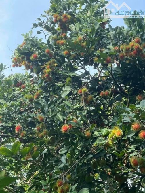 👉B.án Vườn trái cây đất đỏ bazan(Chôm Chôm + măng cụt + sầu riêng). Gia Tân 3. Thống nhất - 3