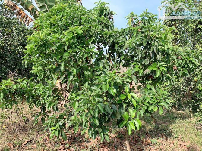 Bán khoảng 4 sào 1 (4132m2) đất Sông Xoài, Tp.Phú Mỹ, BRVT. - 3