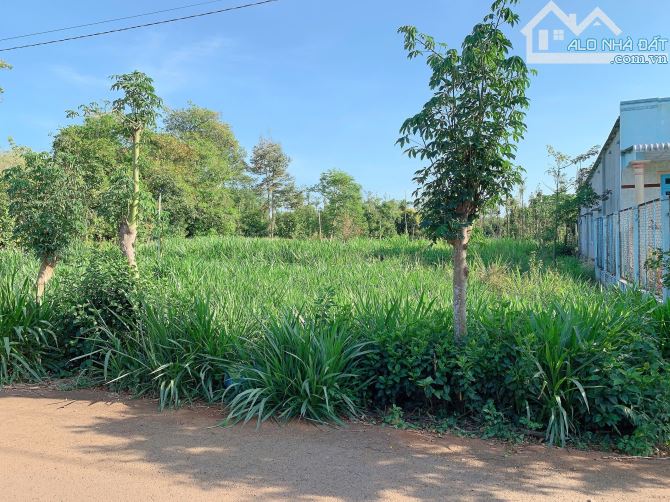 Bán 20x49 có 320tc đất thị trấn Kim Long, huyện Châu Đức, BRVT. - 3