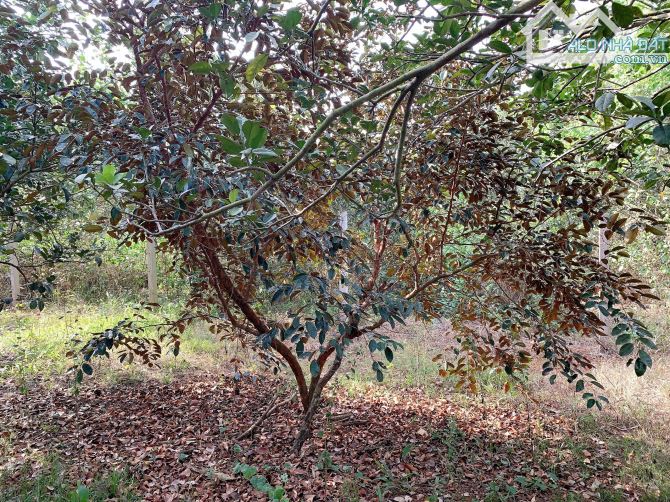 Bán khoảng 4 sào 1 (4132m2) đất Sông Xoài, Tp.Phú Mỹ, BRVT. - 4