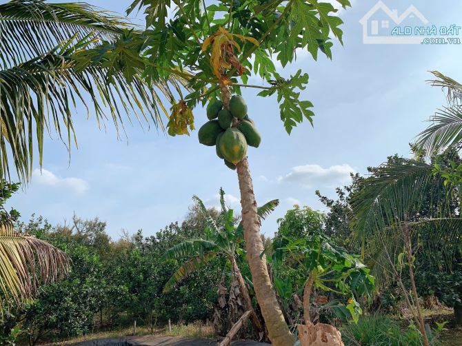Bán khoảng 4 sào 1 (4132m2) đất Sông Xoài, Tp.Phú Mỹ, BRVT. - 5
