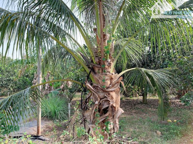 Bán khoảng 4 sào 1 (4132m2) đất Sông Xoài, Tp.Phú Mỹ, BRVT. - 6