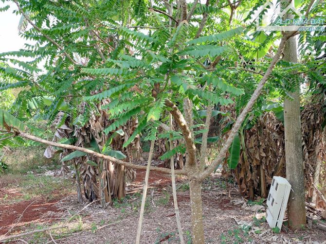 Bán khoảng 4 sào 1 (4132m2) đất Sông Xoài, Tp.Phú Mỹ, BRVT. - 7