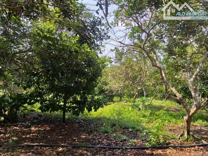 👉B.án Vườn trái cây đất đỏ bazan(Chôm Chôm + măng cụt + sầu riêng). Gia Tân 3. Thống nhất - 8