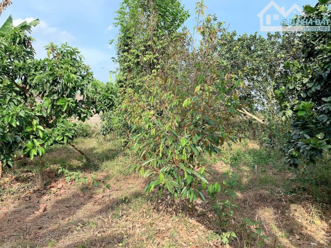 Bán khoảng 4 sào 1 (4132m2) đất Sông Xoài, Tp.Phú Mỹ, BRVT. - 8