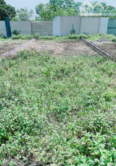 HOA HẬU ĐẤU ZÁ X1 THÔN ĐÌA NAM HỒNG ĐƯỜNG RỘNG NHIỀU Ô TÔ TRÁNH 91M ZÁ RẺ - 1