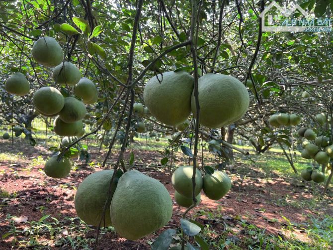 Bán Lô đất mặt tiền đường nhưa 10m, gần Ủy Ban Bình Lợi, Vĩnh Cửu, hơn 1ha, giá 38 tỷ. - 2