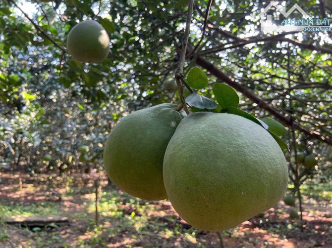 Bán Lô đất mặt tiền đường nhưa 10m, gần Ủy Ban Bình Lợi, Vĩnh Cửu, hơn 1ha, giá 38 tỷ. - 3