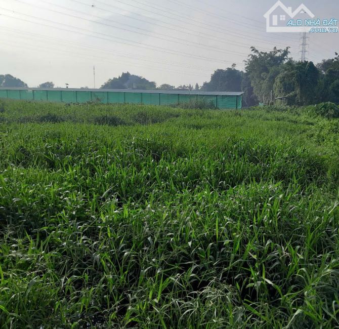 Đất Khủng 2595m2 có 26 tỷ x Mặt tiền Nguyễn Thị Điệp Đông Thạnh Hóc Môn TP. Hồ Chí Minh. - 4