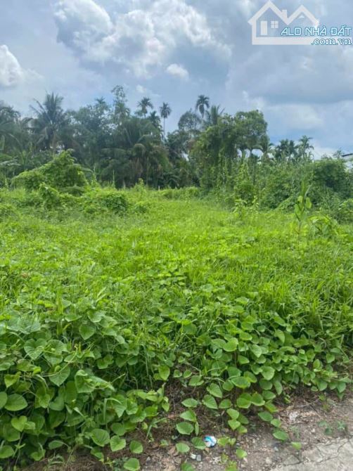 Bán đất diện tích 3600m² (200m² ONT) tại Tân Phú Thạnh, Châu Thành A, Hậu Giang - 4