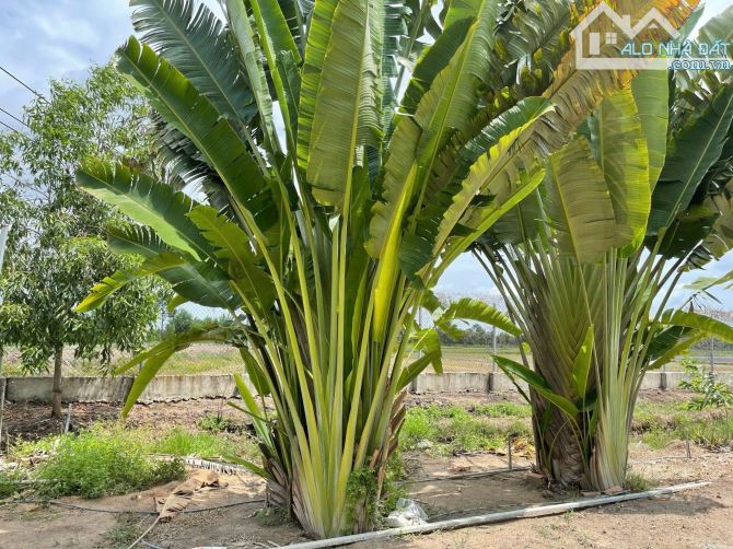 Cần bán đất + nhà vườn ở nghĩ dưỡng mặt tiền view kênh sông xã Thái Mỹ 5300m2 - 8