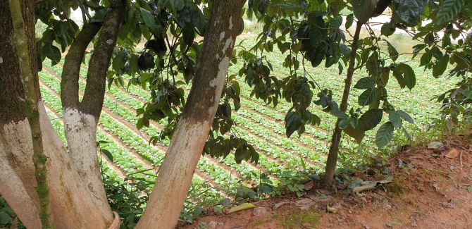 Bán 6 xào đất mặt nhựa Trại mát - p11 - Đà Lạt .  Gía 13 tỷ8 - 9