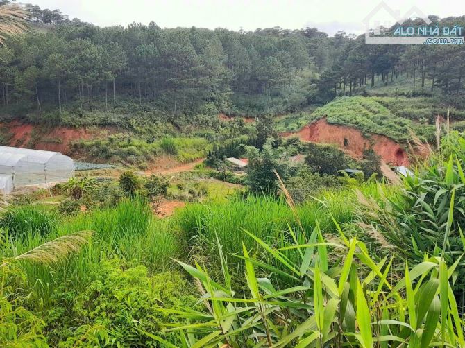 Bán đất view đẹp rừng thông khu dân cư trung tâm Đà Lạt, đi Hồ Xuân Hương hơn 4km