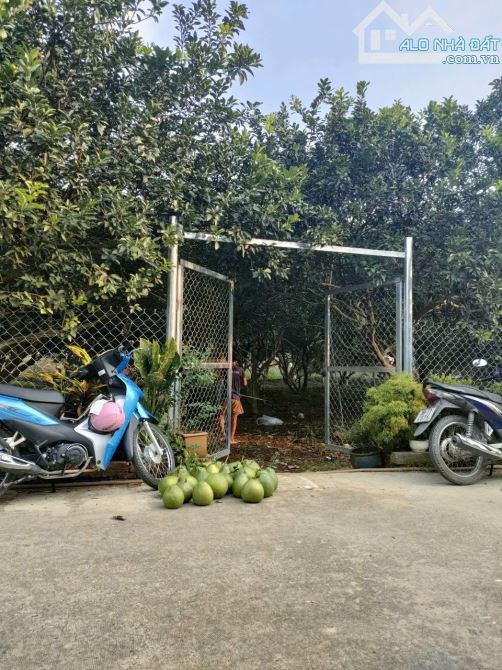 Bán vườn bưởi 2 mặt tiền View rạch, Tân Bình, Vĩnh Cửu, 850m2, giá 5 tỷ 500. - 2