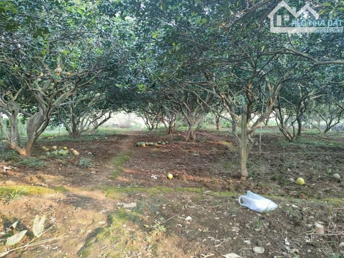 Bán vườn bưởi 2 mặt tiền View rạch, Tân Bình, Vĩnh Cửu, 850m2, giá 5 tỷ 500. - 3