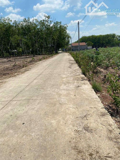 159m2 sẵn 100m2 đất ở đường bê tông Phú Giáo Bình Dương giá 300 triệu