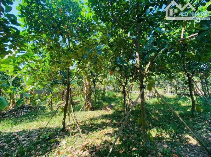 Bán đất vườn ngay làng bưởi Tân Triều, HL9 xã Tân Bình-Vĩnh Cửu. 26x30 762m. Giá chỉ 3 tỷ