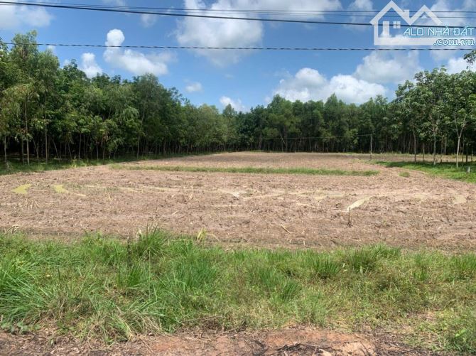 Bán gấp lô đất đường nhựa xe hơi Long Tân, X.Long Giang, Bến Cầu, Tây Ninh - 1