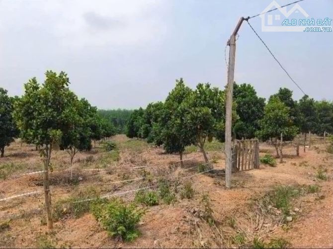 Bán gấp miếng đất gần suối giá chỉ 250triệu - 1