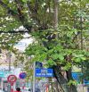Bán đất mặt tiền Phan Chu Trinh view sông An Cựu, quận Thuận Hoá, TP Huế 121m2 8 TỶ