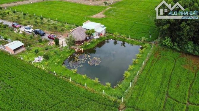 Đất Bình Trung - View Ruộng Lúa - Đã Có Vườn Trái Cây - Ao Cá