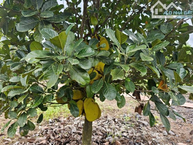Bán đất Diên Xuân giá rẻ tặng vườn cây trái ngay khu dân cư - 4