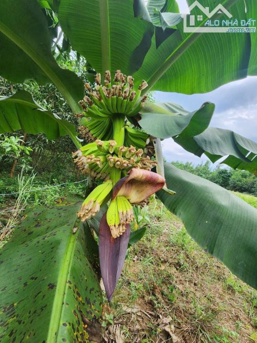 Bán Nhanh vườn chuối khánh trung - Khánh Vĩnh - 10