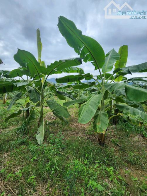 Bán Nhanh vườn chuối khánh trung - Khánh Vĩnh - 11