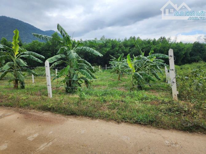 Bán Nhanh vườn chuối khánh trung - Khánh Vĩnh - 1