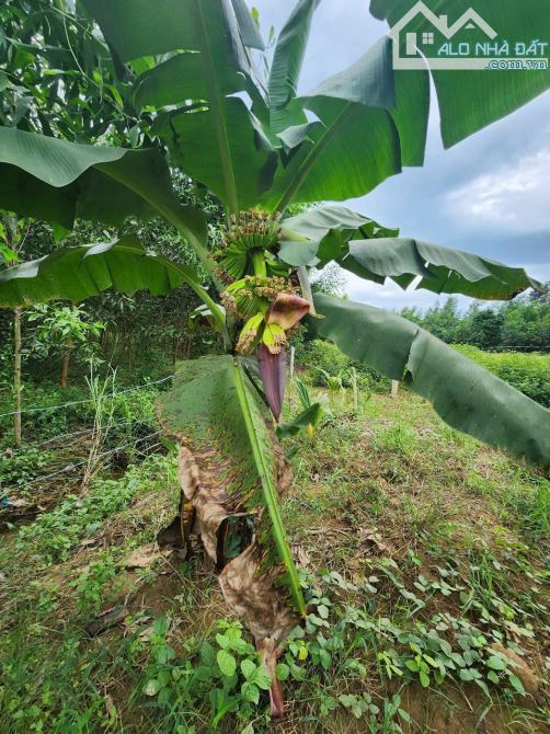 Bán Nhanh vườn chuối khánh trung - Khánh Vĩnh - 4