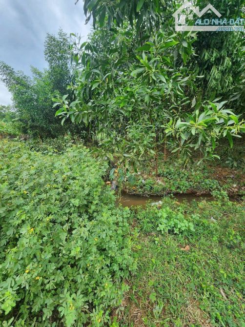 Bán Nhanh vườn chuối khánh trung - Khánh Vĩnh - 7