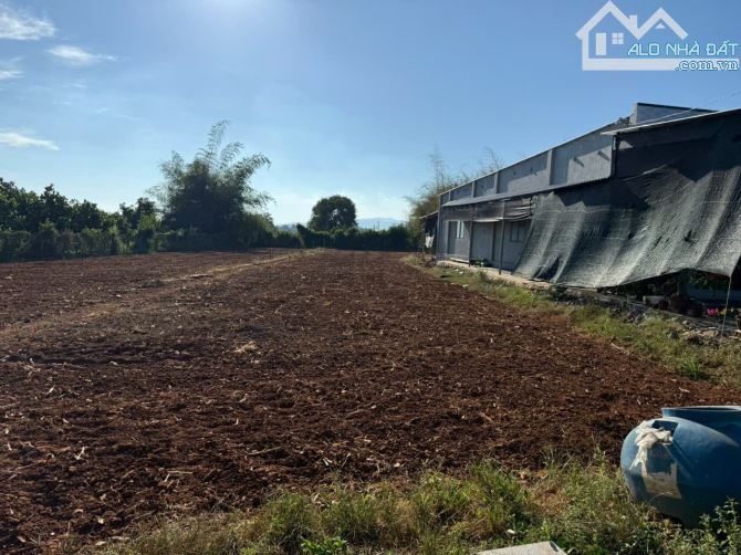 Bán Đất 934m Thị Trấn Đất Đỏ THổ cư 60m Khu Trung Tâm Dân Cư Đông Gần Trung Tâm Hành Chinh - 1