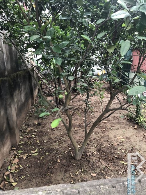 Bán đất đẹp 70.5m², Mai Lâm - Đông Anh, Đường rộng ô tô tránh, Giá 6 tỷ