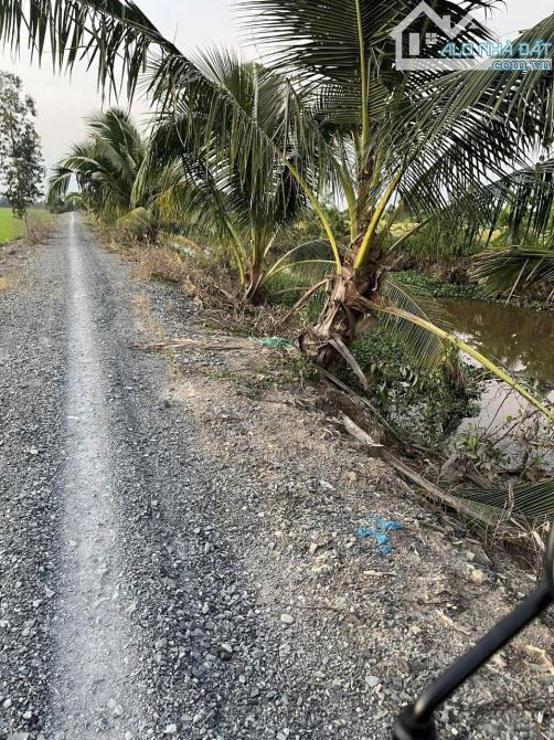 5652m2 đất lúa view kênh ấp 2 tân thành_Thủ Thừa 550 triệu/1000m2 giá rẻ