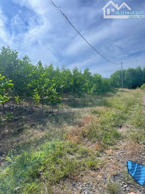 D091 ✳️ Bán vườn tràm 1,5 ha thuộc Xã Phú Lý, Huyện Vĩnh Cửu, Đồng Nai. 👉 Vị trí: Cách đư - 1